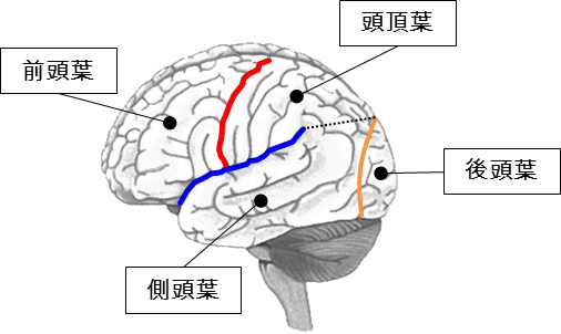 脳の構造 大脳を４つの領域に分けるランドマーク